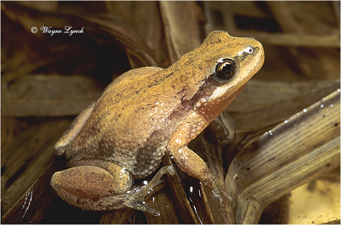 Boreal Chorus Frog 101 by Dr. Wayne Lynch &copy;